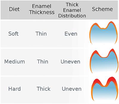 Beyond the Map: Enamel Distribution Characterized from 3D Dental Topography